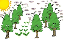 co2-02-c.jpg